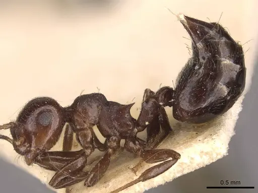Crematogaster distans specimen CASENT0908412 image casent0908412_3