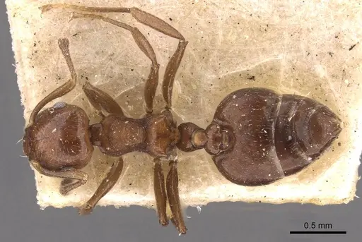 Crematogaster distans specimen CASENT0908413 image casent0908413_1