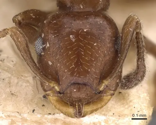 Crematogaster distans specimen CASENT0908413 image casent0908413_2