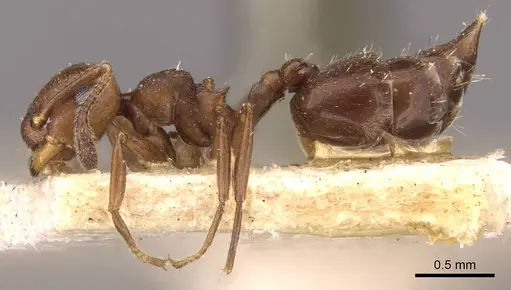 Crematogaster distans specimen CASENT0908413 image casent0908413_3