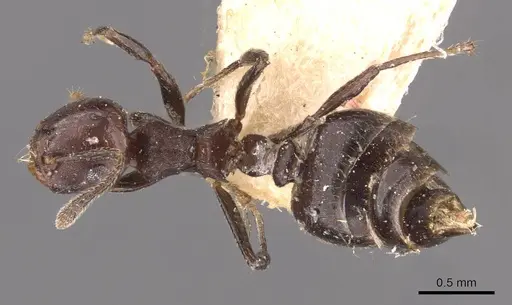 Crematogaster distans specimen CASENT0908414 image casent0908414_1