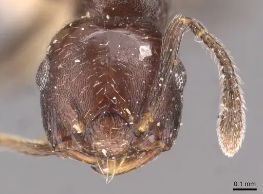 Crematogaster distans specimen CASENT0908414 image casent0908414_2