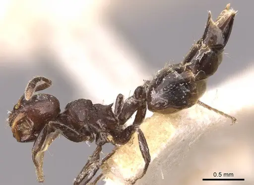 Crematogaster distans specimen CASENT0908414 image casent0908414_3
