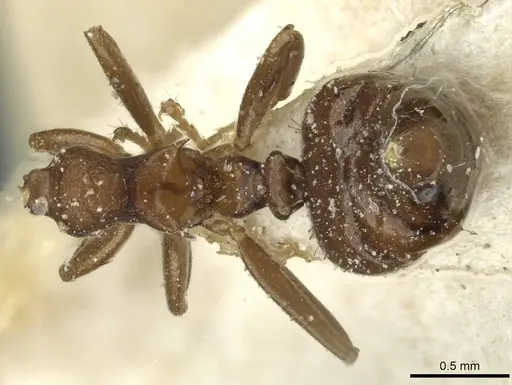 Crematogaster distans specimen CASENT0912741 image casent0912741_1