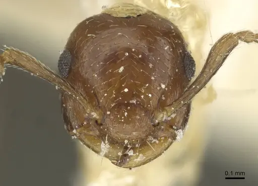 Crematogaster distans specimen CASENT0912741 image casent0912741_2