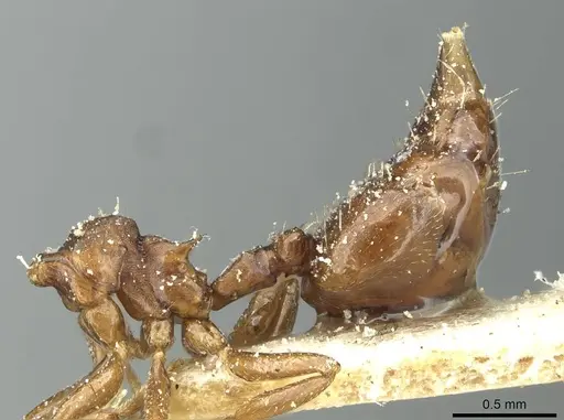 Crematogaster distans specimen CASENT0912741 image casent0912741_3