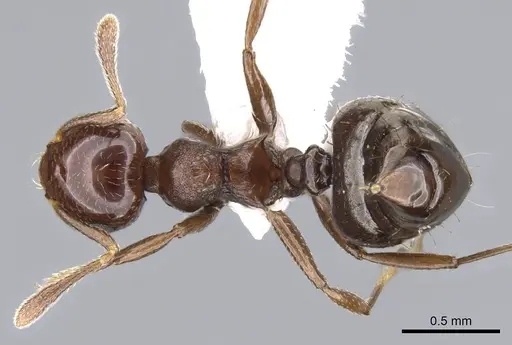 Crematogaster distans specimen CASENT0914560 image casent0914560_1