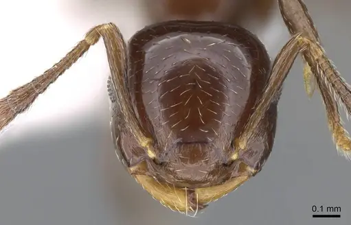 Crematogaster distans specimen CASENT0914560 image casent0914560_2