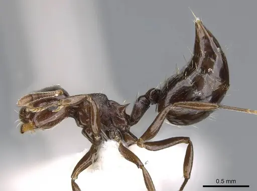 Crematogaster distans specimen CASENT0914560 image casent0914560_3
