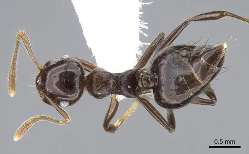 Crematogaster distans specimen CASENT0914561 image casent0914561_1