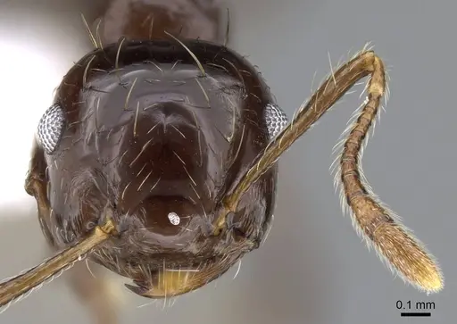 Crematogaster distans specimen CASENT0914561 image casent0914561_2