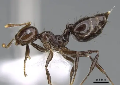 Crematogaster distans specimen CASENT0914561 image casent0914561_3