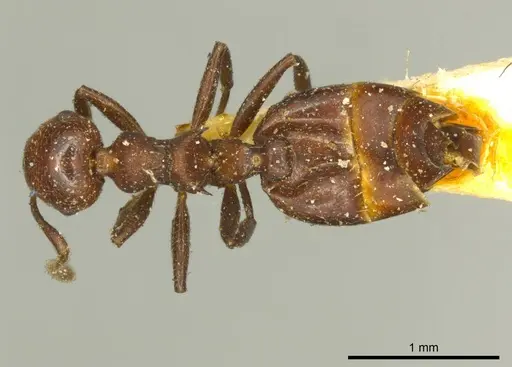 Crematogaster distans specimen CASENT0919700 image casent0919700_1