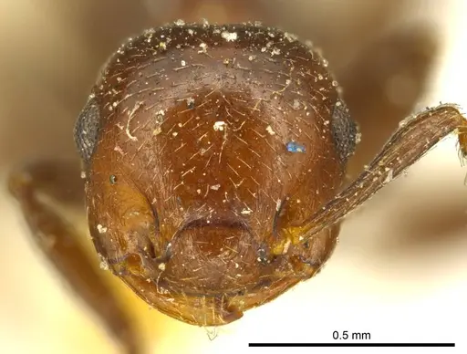 Crematogaster distans specimen CASENT0919700 image casent0919700_2