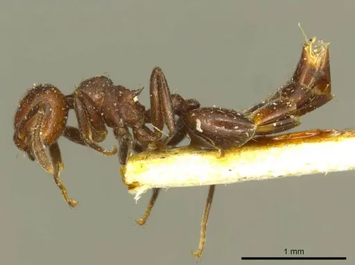Crematogaster distans specimen CASENT0919700 image casent0919700_3