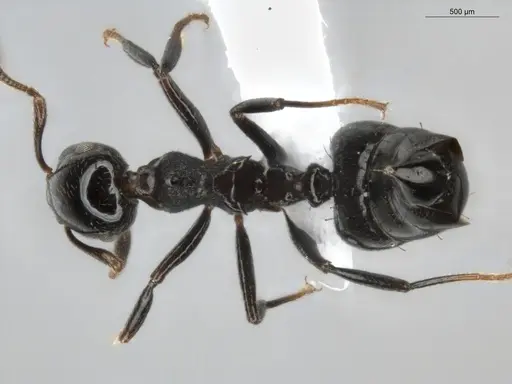 Crematogaster distans specimen ECOFOG-BUG-0068-02 image ecofog-bug-0068-02_1