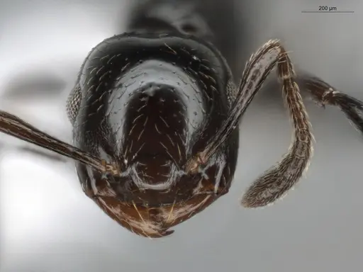 Crematogaster distans specimen ECOFOG-BUG-0068-02 image ecofog-bug-0068-02_2