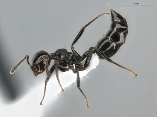 Crematogaster distans specimen ECOFOG-BUG-0068-02 image ecofog-bug-0068-02_3