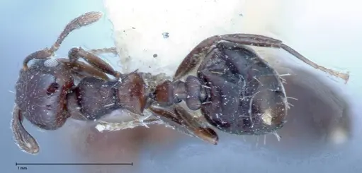 Crematogaster distans specimen FOCOL0073-1 image focol0073-1_1