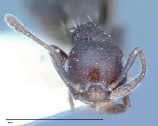 Crematogaster distans specimen FOCOL0073-1 image focol0073-1_2