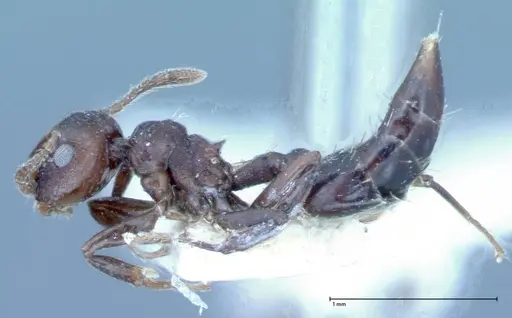 Crematogaster distans specimen FOCOL0073-1 image focol0073-1_3