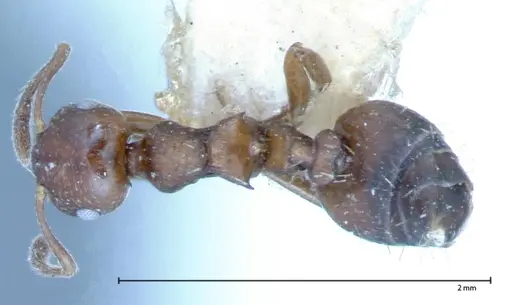 Crematogaster distans specimen FOCOL0073-2 image focol0073-2_1