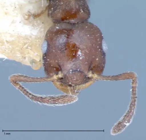 Crematogaster distans specimen FOCOL0073-2 image focol0073-2_2