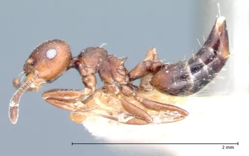 Crematogaster distans specimen FOCOL0073-2 image focol0073-2_3