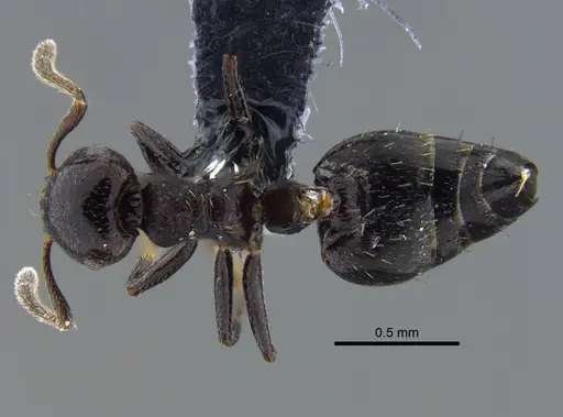 Crematogaster distans specimen IAVH-E-262542 image iavh-e-262542_1