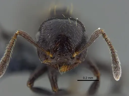 Crematogaster distans specimen IAVH-E-262542 image iavh-e-262542_2