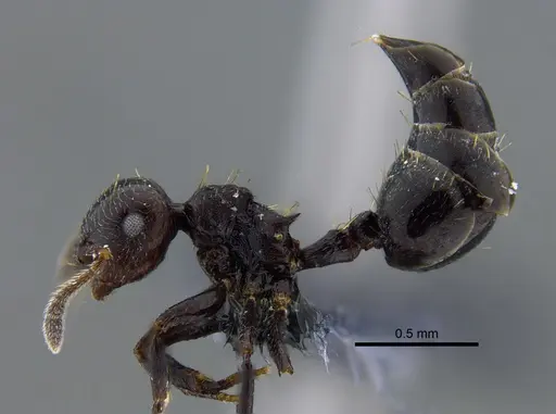 Crematogaster distans specimen IAVH-E-262542 image iavh-e-262542_3