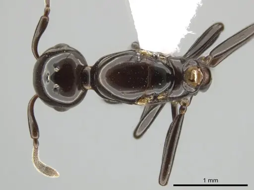 Crematogaster distans specimen ICN100088 image icn100088_1