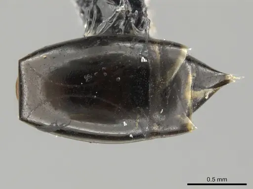 Crematogaster distans specimen ICN100088 image icn100088_2