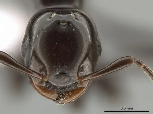 Crematogaster distans specimen ICN100088 image icn100088_3