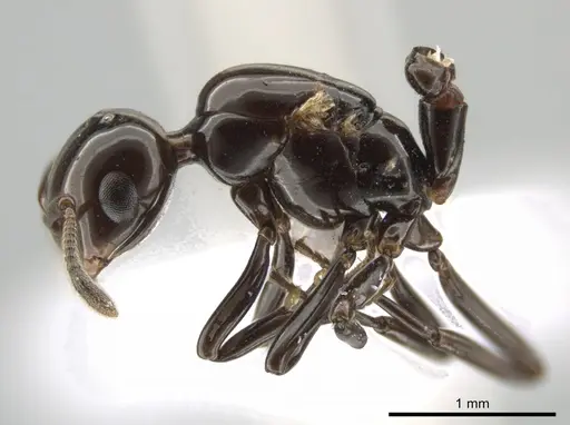 Crematogaster distans specimen ICN100088 image icn100088_4