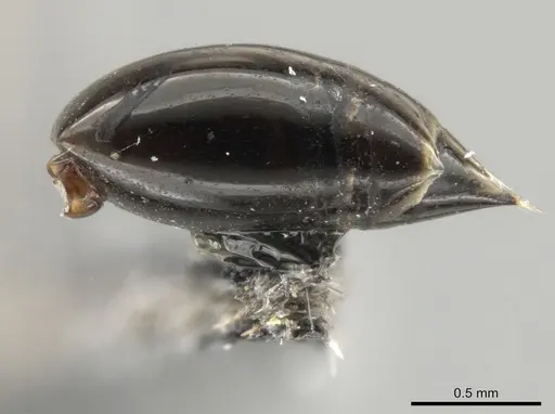 Crematogaster distans specimen ICN100088 image icn100088_5