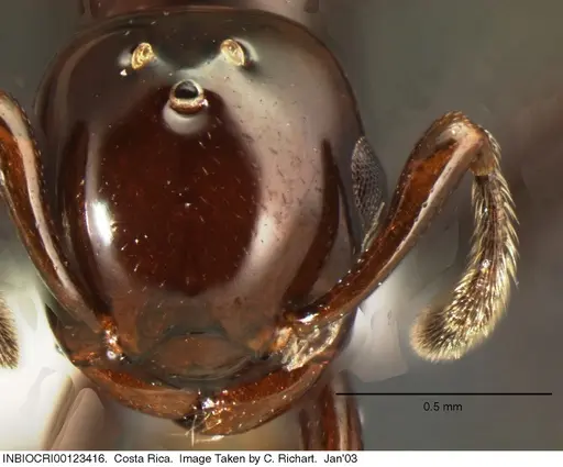 Crematogaster distans specimen INBIOCRI001237416 image inbiocri001237416_1