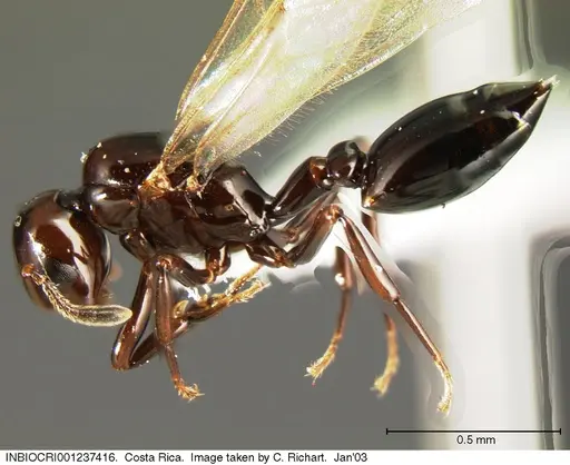 Crematogaster distans specimen INBIOCRI001237416 image inbiocri001237416_2