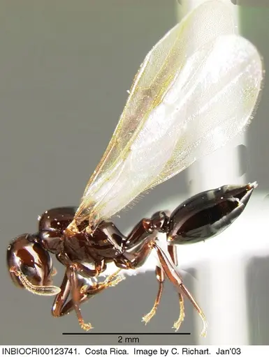 Crematogaster distans specimen INBIOCRI001237416 image inbiocri001237416_3