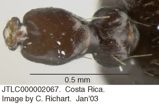 Crematogaster distans specimen JTLC000002067 image jtlc000002067_1