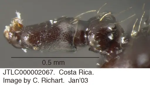 Crematogaster distans specimen JTLC000002067 image jtlc000002067_2