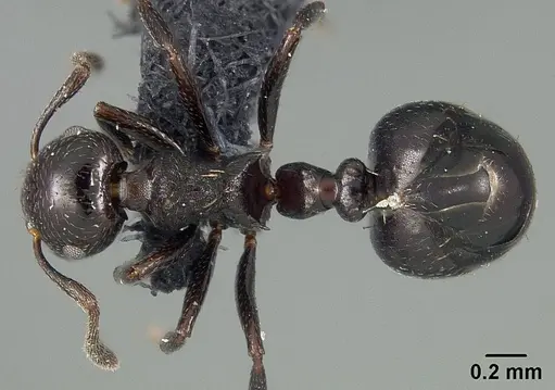 Crematogaster distans specimen USNMENT01124217 image usnment01124217_1