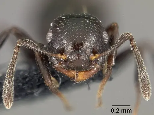 Crematogaster distans specimen USNMENT01124217 image usnment01124217_2