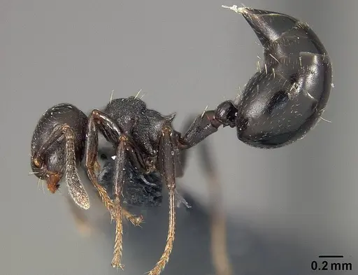 Crematogaster distans specimen USNMENT01124217 image usnment01124217_3