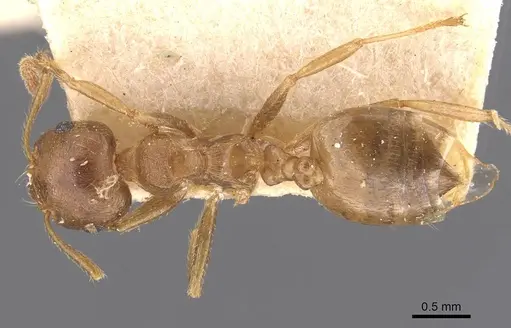Crematogaster dohrni specimen CASENT0907503 image casent0907503_1