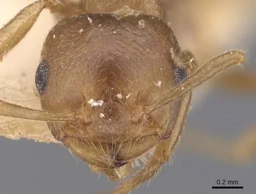 Crematogaster dohrni specimen CASENT0907503 image casent0907503_2