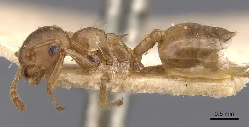 Crematogaster dohrni specimen CASENT0907503 image casent0907503_3