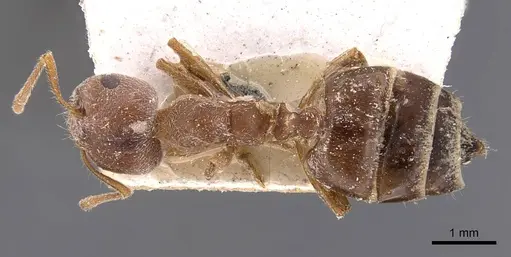 Crematogaster dohrni specimen CASENT0907509 image casent0907509_1