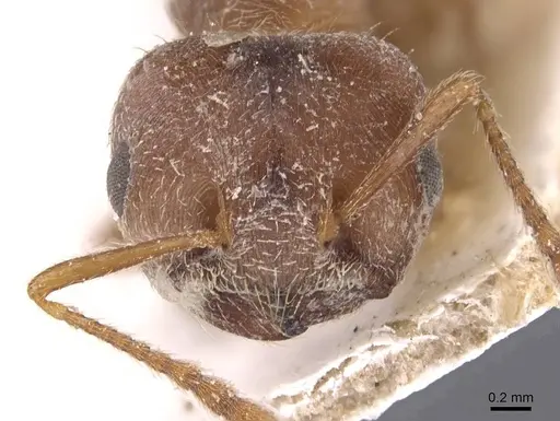 Crematogaster dohrni specimen CASENT0907509 image casent0907509_2