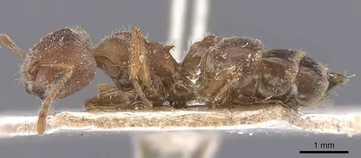 Crematogaster dohrni specimen CASENT0907509 image casent0907509_3